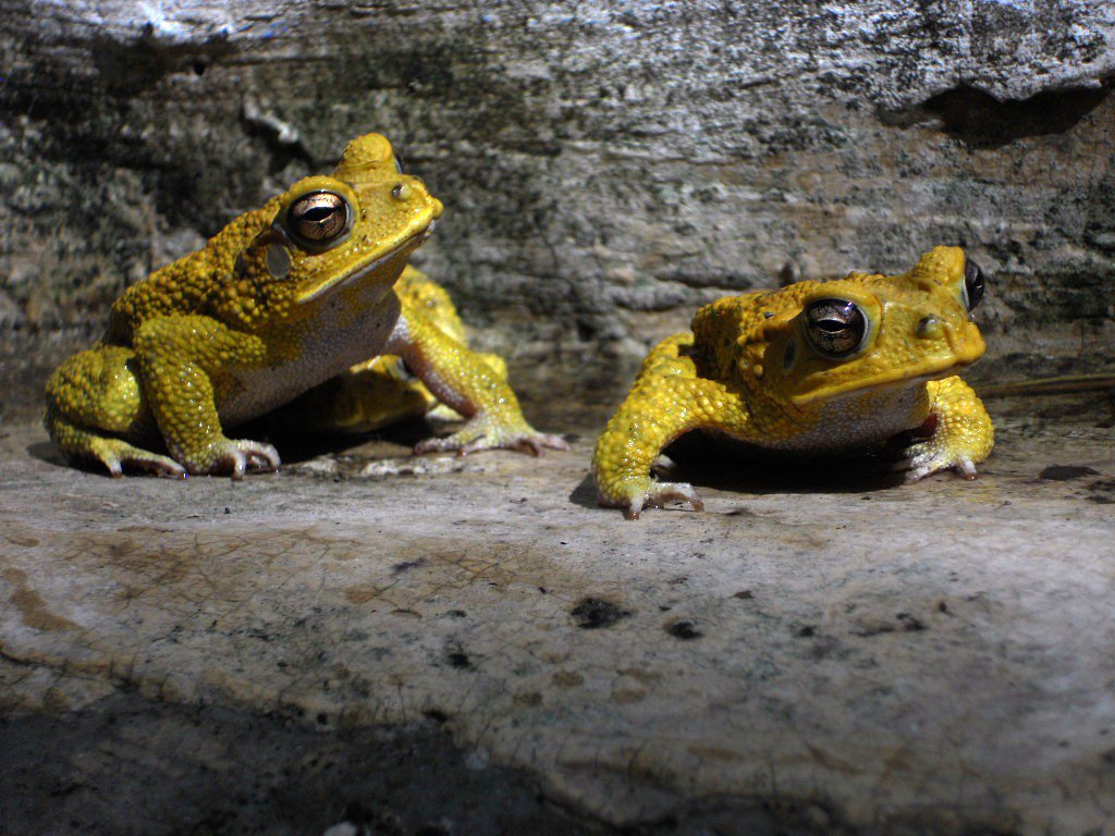 Golden toad of Pura Jungla